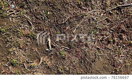 Moist ground with twigs 78156687
