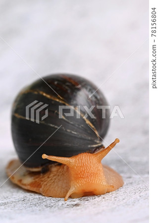 African snail. Beautiful detail of terrestrial snail - terrarium animal. African snail. Beautiful detail of terrestrial snail - terrarium animal. 78156804