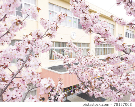 Cherry blossoms and school (with video material for pseudo aerial shooting at the same time) 78157068