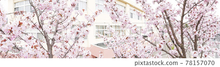 Sakura and elementary school (with video material for simultaneous aerial photography) 78157070
