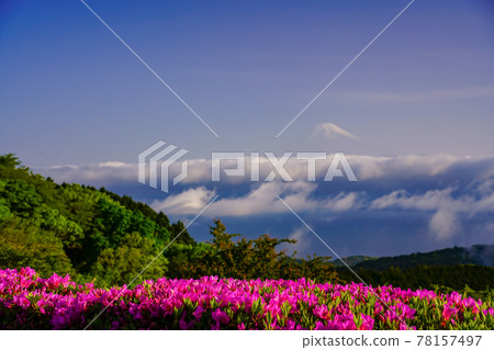 (靜岡縣)從杜鵑花盛開的達磨山高原看富士山 (靜岡縣)從杜鵑花盛開的達磨山高原看富士山 78157497