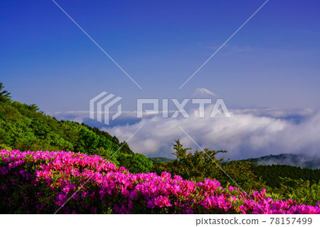 (靜岡縣)從杜鵑花盛開的達磨山高原看富士山 (靜岡縣)從杜鵑花盛開的達磨山高原看富士山 78157499