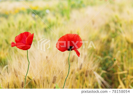 罌粟 78158054
