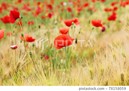 poppy poppy 78158059