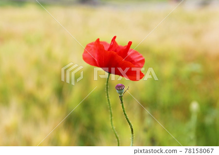罌粟 78158067