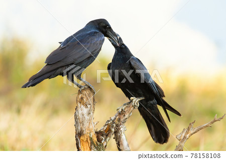 Two common raven feeding each other on branch in spring Two common raven feeding each other on branch in spring 78158108