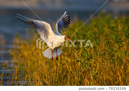 Black-headed gull flying over green vegetation and water during summer evening Black-headed gull flying over green vegetation and water during summer evening 78158109