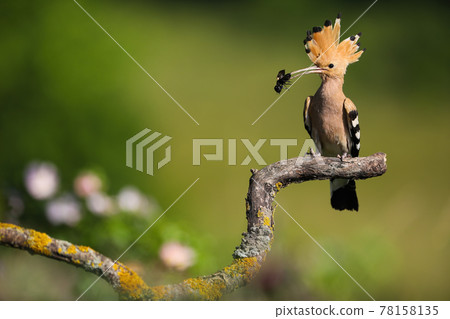 Colourful eurasian hoopoe sitting on curved branch and holding black bug in beak Colourful eurasian hoopoe sitting on curved branch and holding black bug in beak 78158135