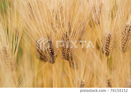 barley barley 78158152