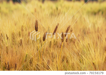 barley barley 78158179