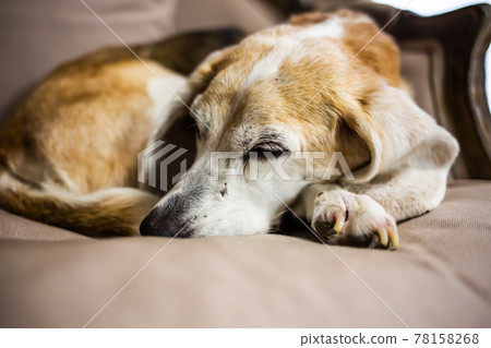 比格犬蜷縮在沙發上睡覺 比格犬蜷縮在沙發上睡覺 78158268