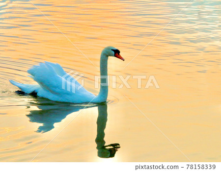 Swan illuminated by the sunset 78158339