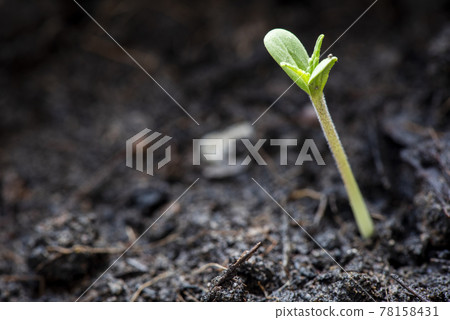 cannabis seeds on soil background, close up of planting hemp seeding agriculture herbal medicine, marijuana seed natural small green hemp sprout seedling 78158431