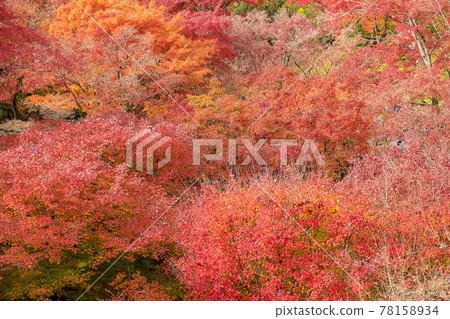 colorful leaves in the garden at Tofukuji temple, landmark and famous for tourist attractions in Kyoto, Japan. Autumn foliage season, vacation and travel concept colorful leaves in the garden at Tofukuji temple, landmark and famous for tourist attractions in Kyoto, Japan. Autumn foliage season, vacation and travel concept 78158934