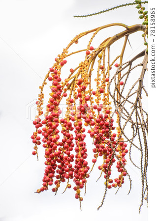 Cyrtostachys renda 78158965
