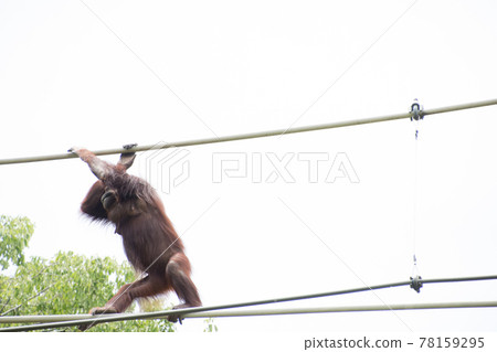 Orangutan walking a tightrope 78159295
