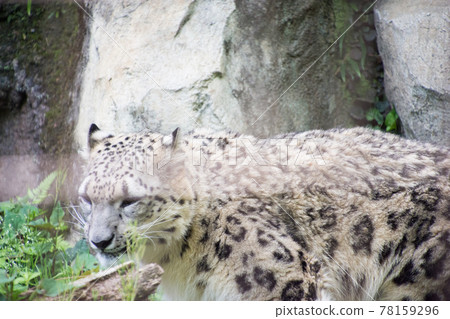 Snow leopard 78159296