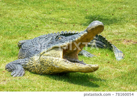 Crocodile resin Crocodile resin 78160054