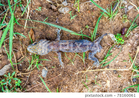 Gecko corpse Gecko corpse 78160061