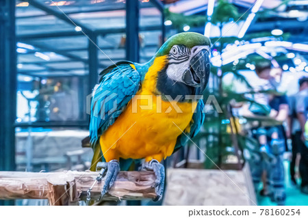 Macaw perched on a branch 78160254