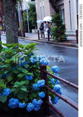 hydrangea hydrangea 78160381
