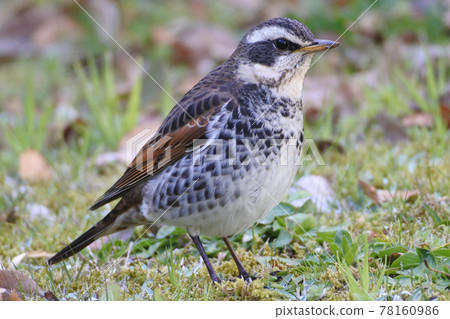 Thrush: Stopping on the ground and watching the area 78160986