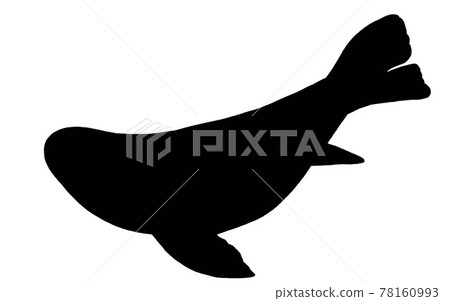Bearded seal silhouette Bearded seal silhouette 78160993