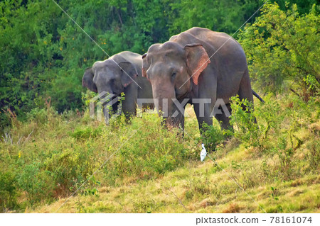 Sri Lankan Elephant, Kaudulla National Park, Sri Lanka Sri Lankan Elephant, Kaudulla National Park, Sri Lanka 78161074