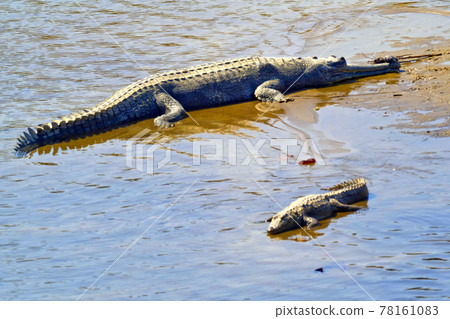 Gharial, Gavial, Royal Bardia National Park, Nepal Gharial, Gavial, Royal Bardia National Park, Nepal 78161083