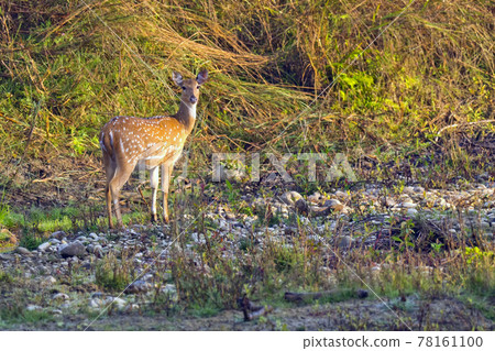 Spotted Deer, Royal Bardia National Park, Nepal Spotted Deer, Royal Bardia National Park, Nepal 78161100