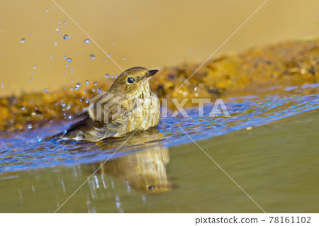 Pied Flycatcher, Mediterranean Forest, Spain 78161102