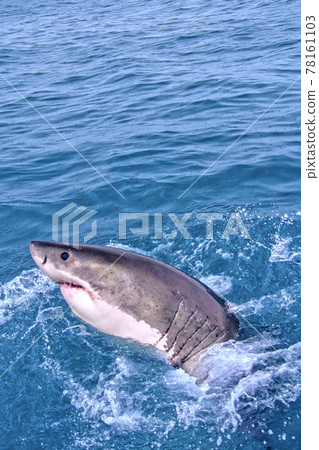 Great White Shark, Gansbaai, South Africa Great White Shark, Gansbaai, South Africa 78161103