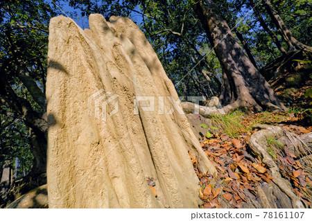 Termites House, Royal Bardia National Park, Nepal Termites House, Royal Bardia National Park, Nepal 78161107