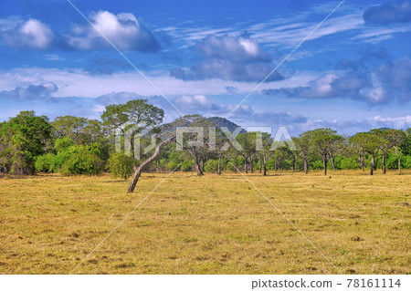 Grassland and Forest Landscape, Minneriya National Park, Sri Lanka 78161114