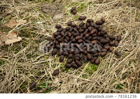 Elk droppings in the forest on the grass. Fresh moose droppings. Elk droppings. Elk droppings in the 78161236