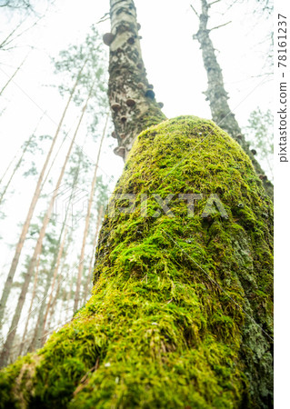 Moss on the tree. Green moss on a tree trunk in the forest. Moss on the tree. Green moss on a tree trunk in the forest. 78161237