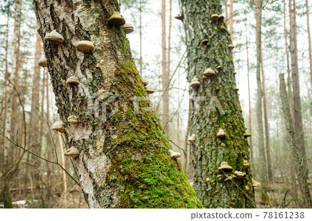 Tinder fungus on the tree. Tinder fungus. Chaga mushroom on the tree. Large woody mushrooms grew on Tinder fungus on the tree. Tinder fungus. Chaga mushroom on the tree. Large woody mushrooms grew on 78161238