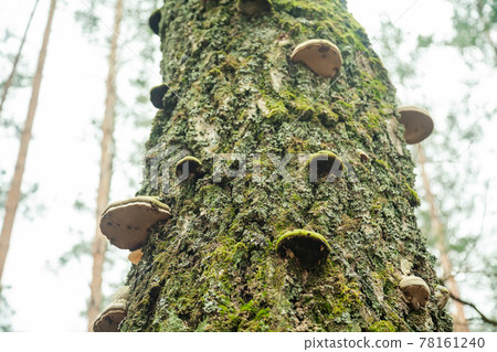 Tinder fungus on the tree. Tinder fungus. Chaga mushroom on the tree. Large woody mushrooms grew on Tinder fungus on the tree. Tinder fungus. Chaga mushroom on the tree. Large woody mushrooms grew on 78161240