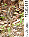 Japan's largest lizard Kishinoue's lizard Natural monument Iriomote Island World Natural Heritage endemic species 78161435