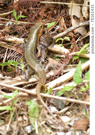 日本最大的蜥蜴 岸上的蜥蜴 天然紀念物 西表島 世界自然遺產 特有種 78161435