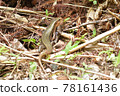 Japan's largest lizard Kishinoue's lizard Natural monument Iriomote Island World Natural Heritage endemic species 78161436