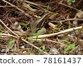 Japan's largest lizard Kishinoue's lizard Natural monument Iriomote Island World Natural Heritage endemic species 78161437