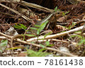 Japan's largest lizard Kishinoue's lizard Natural monument Iriomote Island World Natural Heritage endemic species 78161438