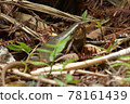 Japan's largest lizard Kishinoue's lizard Natural monument Iriomote Island World Natural Heritage endemic species 78161439