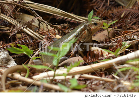 Japan's largest lizard Kishinoue's lizard Natural monument Iriomote Island World Natural Heritage endemic species Japan's largest lizard Kishinoue's lizard Natural monument Iriomote Island World Natural Heritage endemic species 78161439