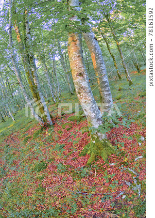 Forest Landscape, Valderejo Natural Park, Spain 78161592