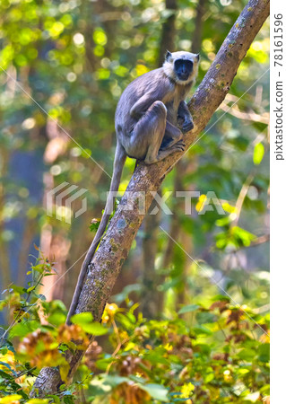 Tarai Gray Langur, Royal Bardia National Park, Nepal Tarai Gray Langur, Royal Bardia National Park, Nepal 78161596