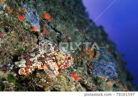 Black Scorpionfish, Cabo Cope-Puntas del Calnegre Natural Park, Spain 78161597