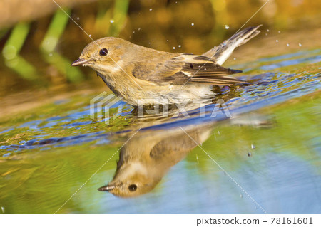 Pied Flycatcher, Mediterranean Forest, Spain 78161601