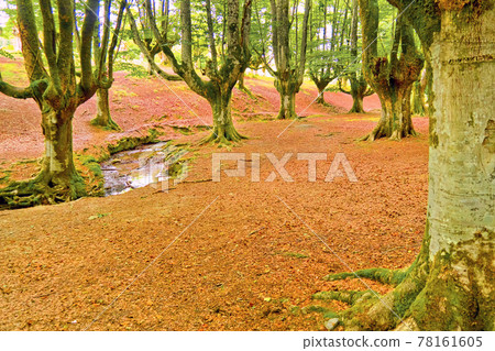 Otzarreta Beech Forest, Gorbeia Natural Park, Spain Otzarreta Beech Forest, Gorbeia Natural Park, Spain 78161605